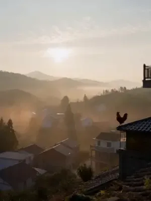 Asi tavukçu